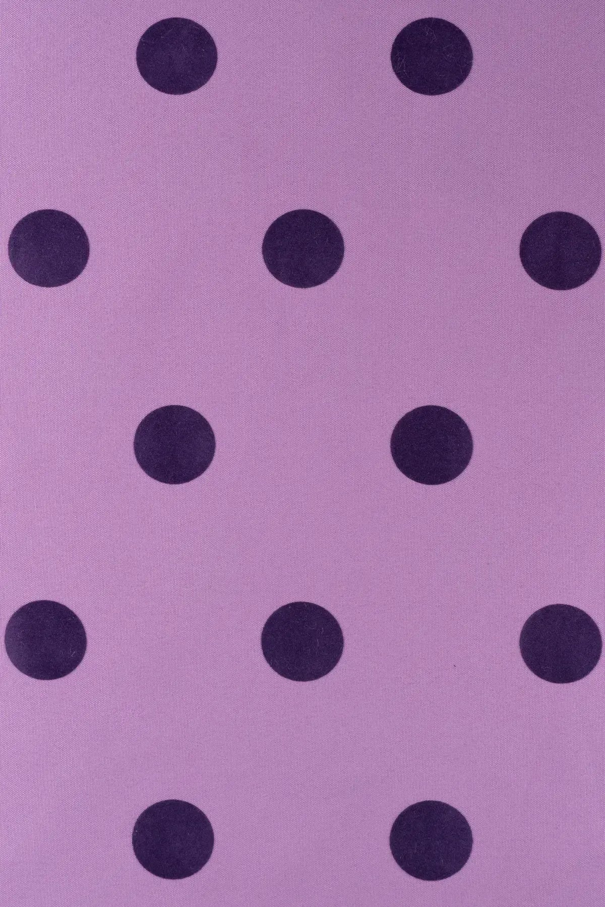 Strech triana  african violet