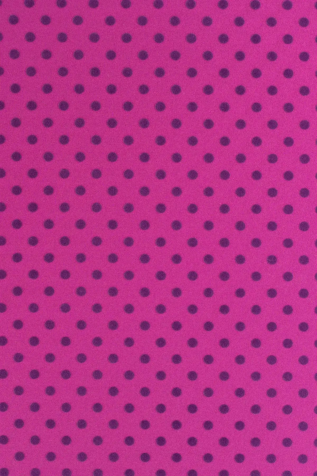 Strech tablada  wild aster