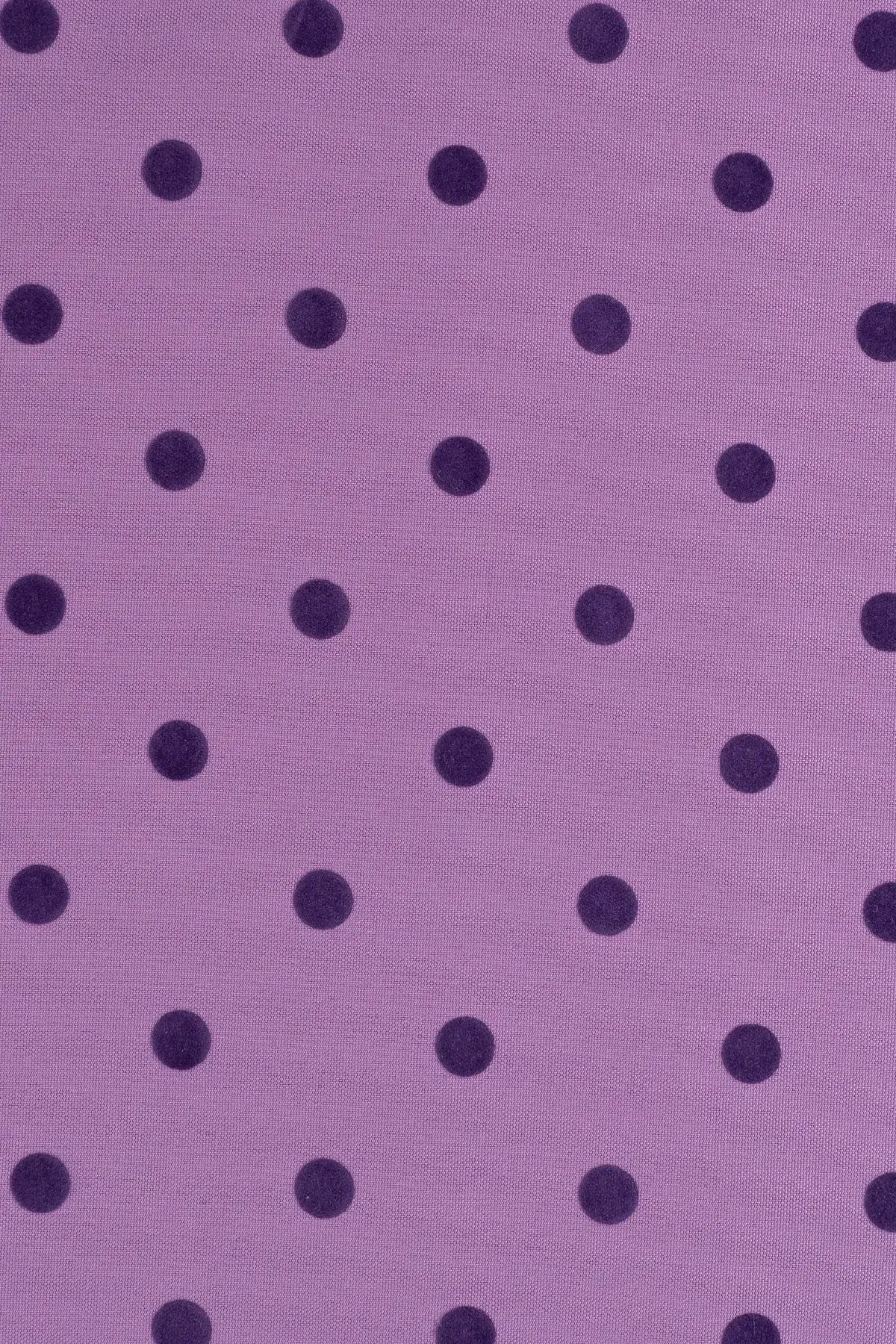 Strech alameda  african violet