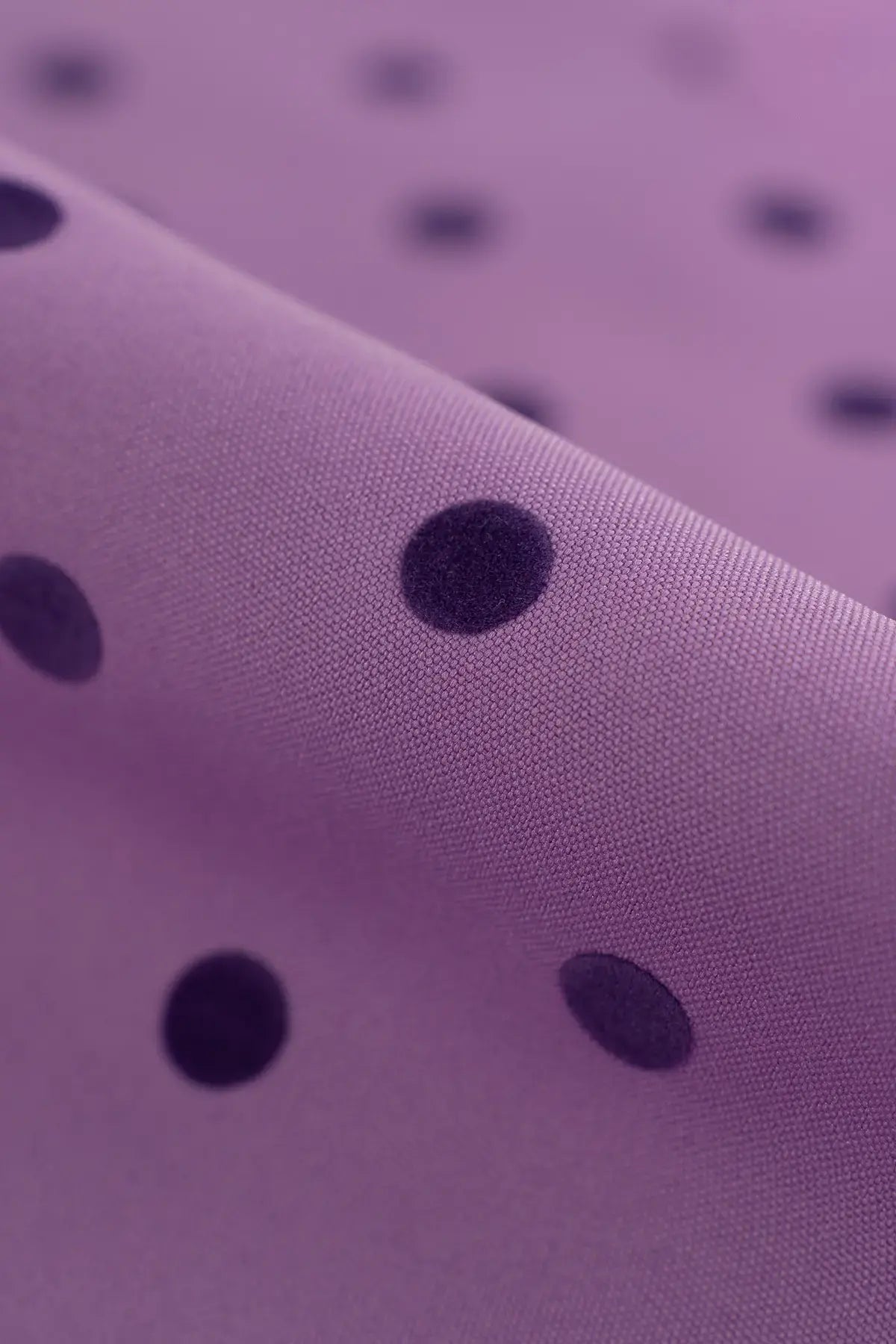 Strech alameda  african violet