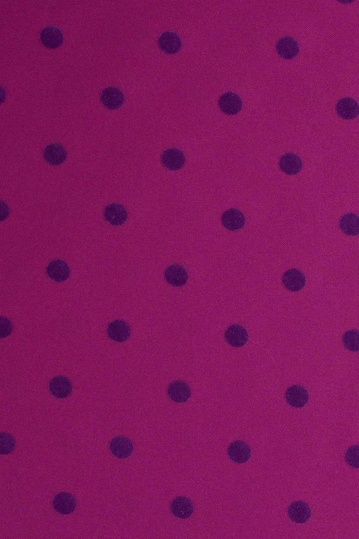 Strech alameda  boysenberry