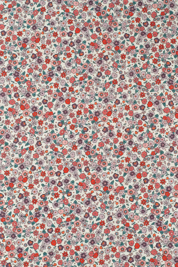 Voile (glasilla) anacyclus  carmine