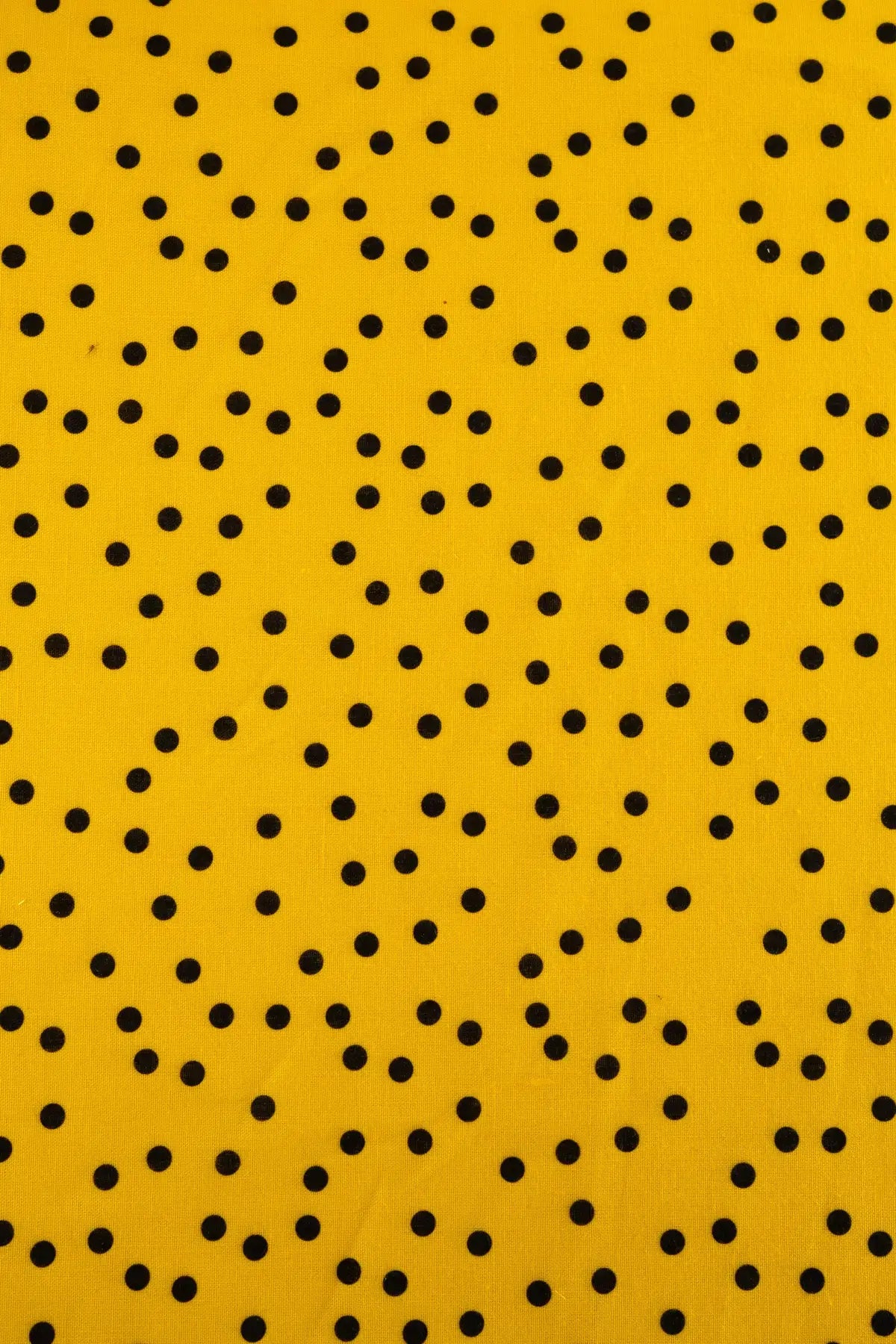 Polina tablada  freesia