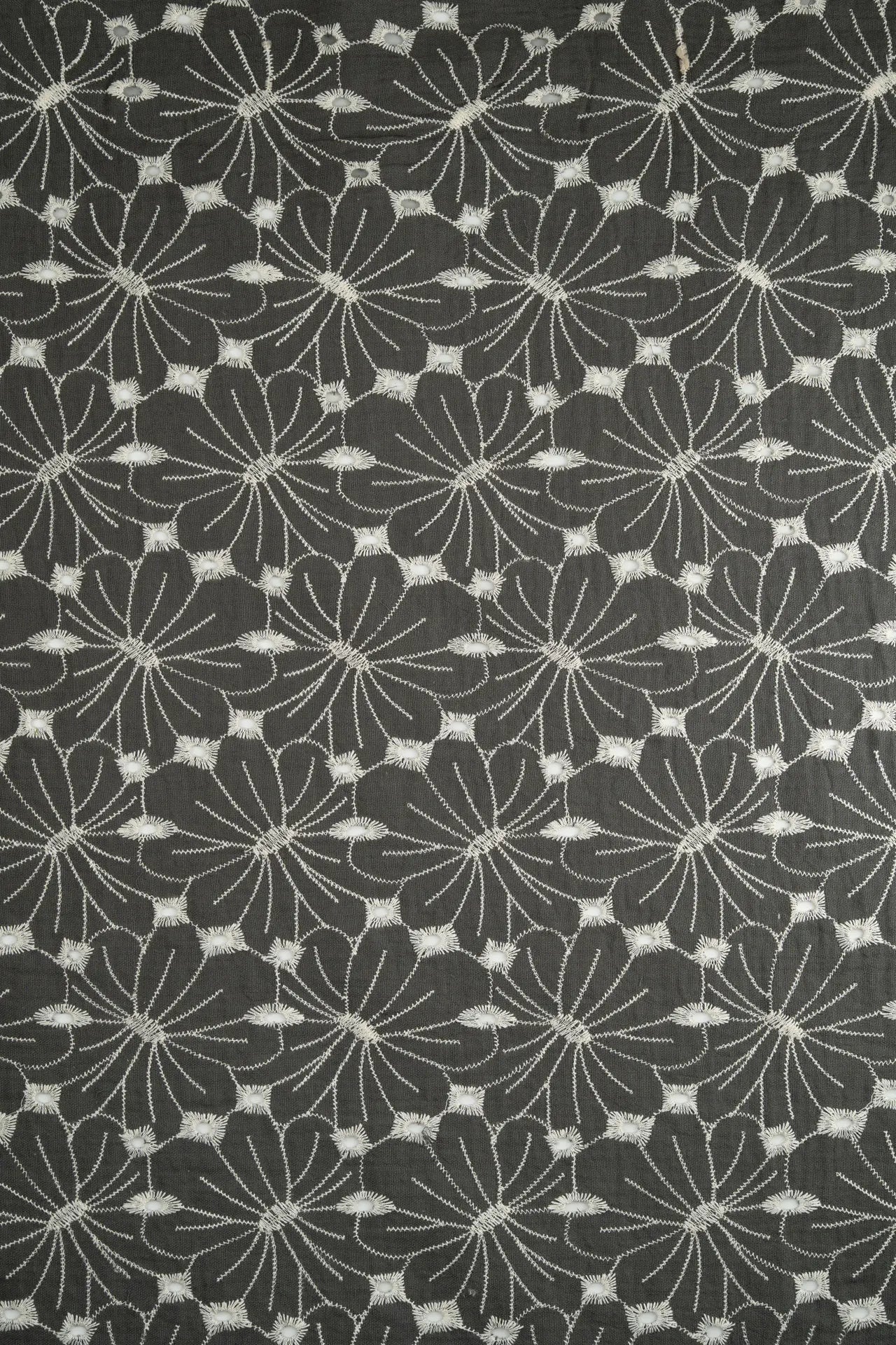 pomba dupla cinzento-escura